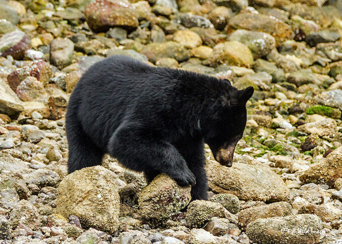 American Black Bear hunting for crabs