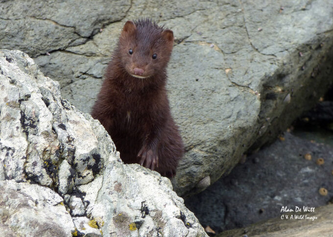 american mink in Ketchikan
