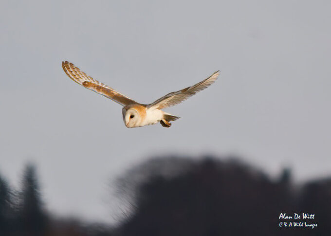 barn owl on the North Norfolk coast