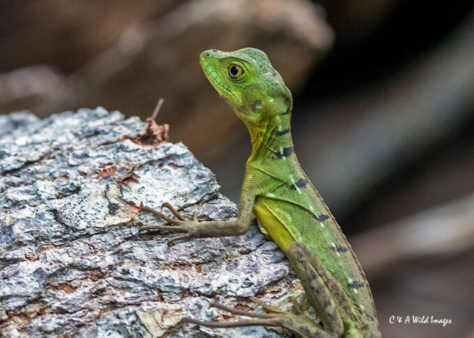 Basilisk lizard