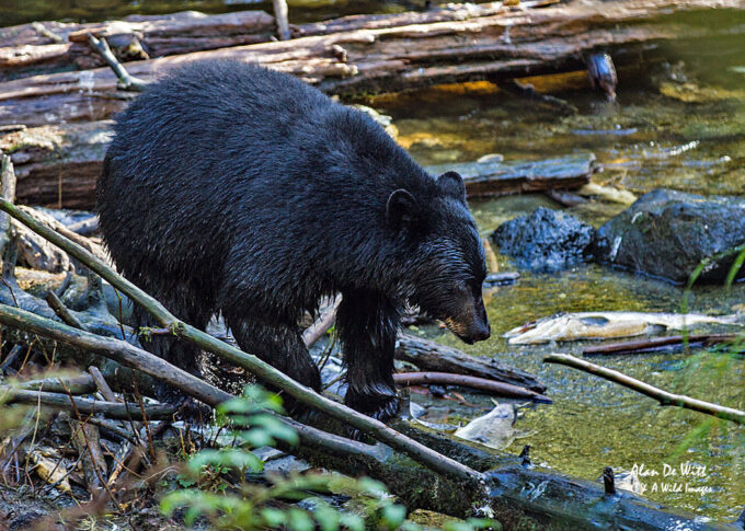 Black bear fishing for salmon