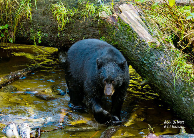 Black bear hunting salmon