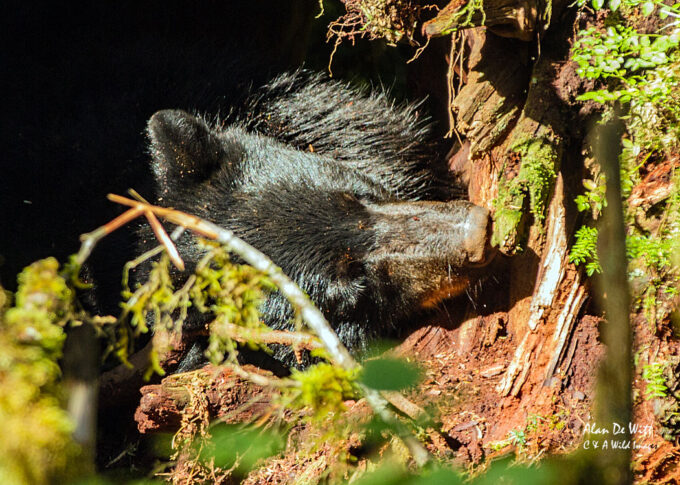 black bear in den