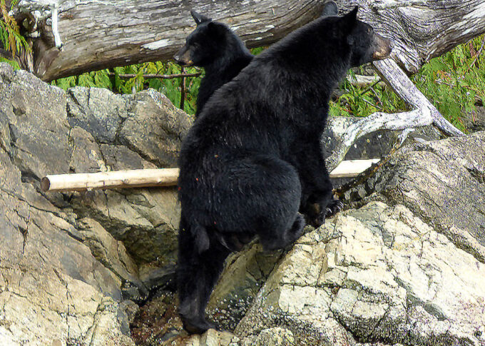 Black Bear mother and cub