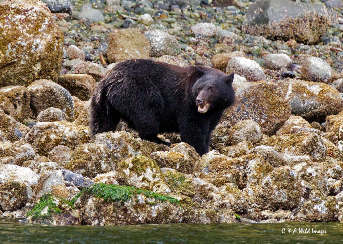 Black Bear no 2