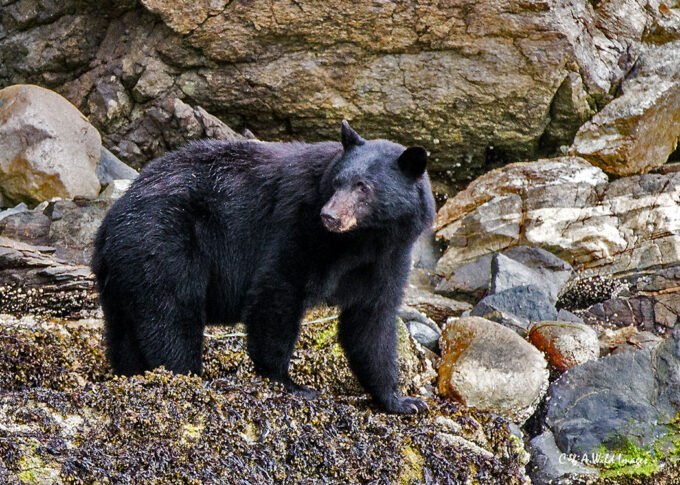 Black Bear no 3