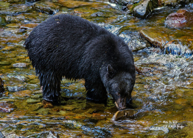 Black bear with salmon