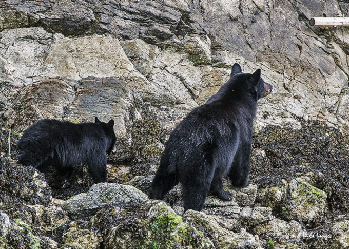 Female Black Bear and cub