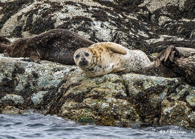 Harbor seals
