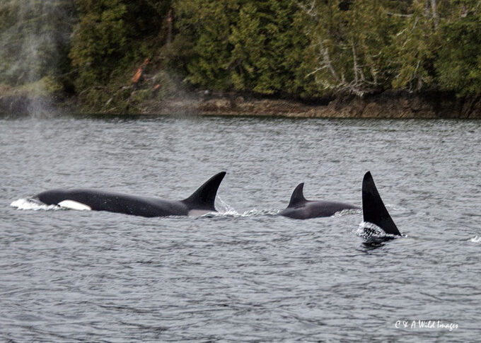 Killer whales in Tofino