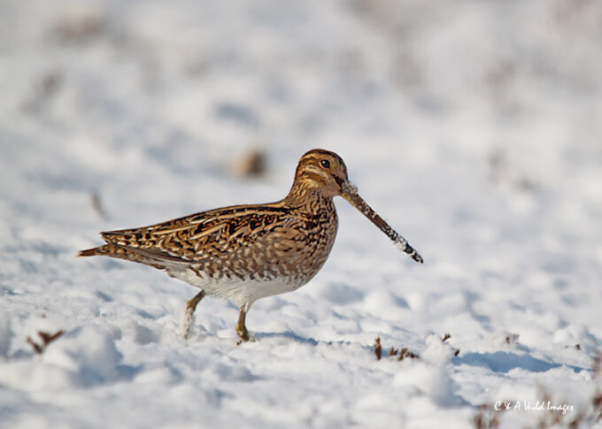 Spotted Redshank