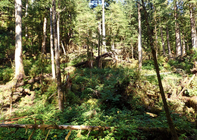 tongass forest