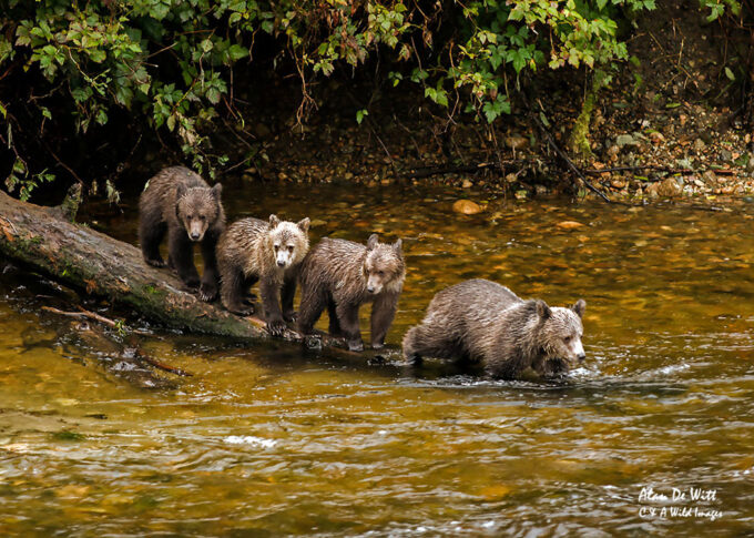 Four Grizzly bear cubs on a log