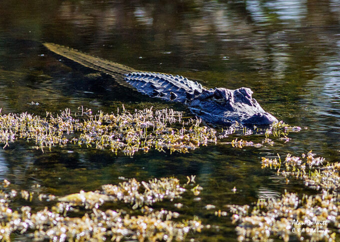 American Alligator