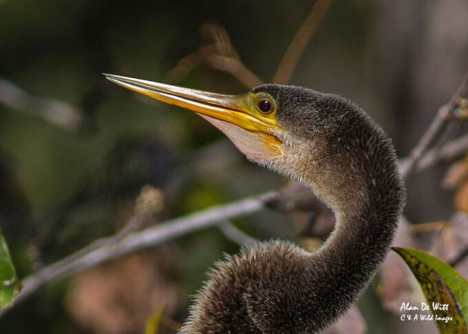 Anhinga Portrait