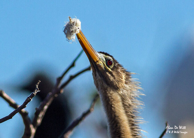 Anhinga