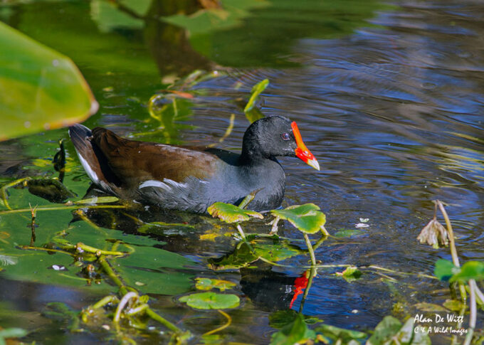 Common Gallinule