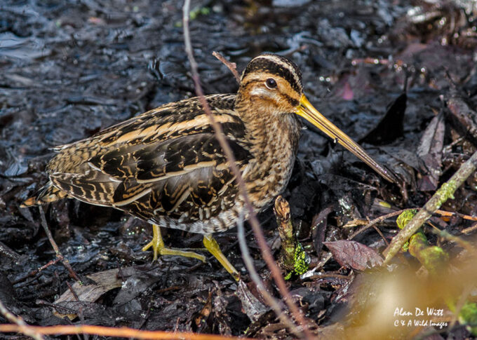 Common Snipe