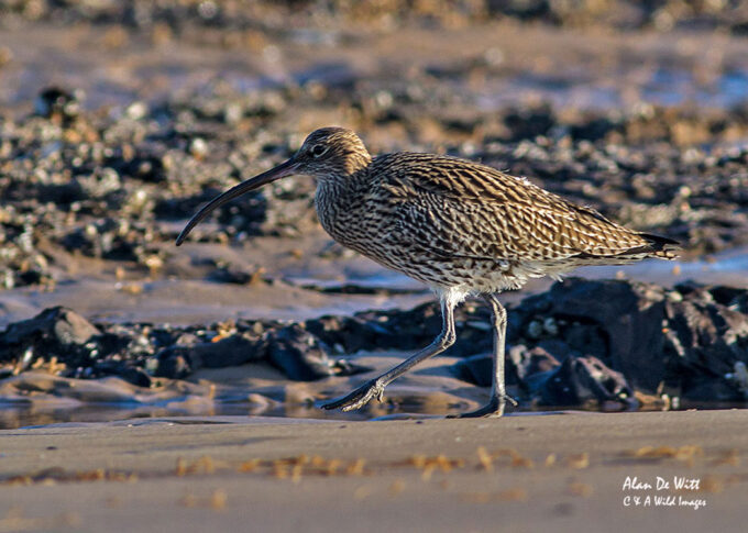 Curlew at Tichwell