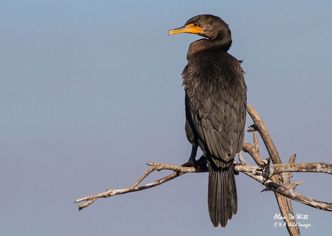 Double-Crested Cormorant