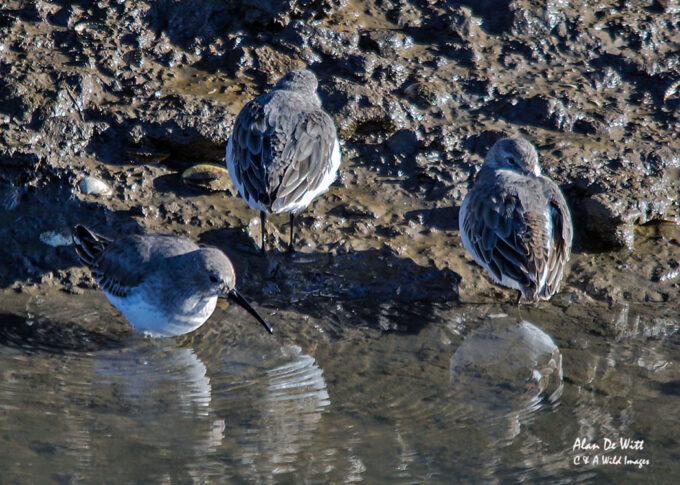 Dunlin