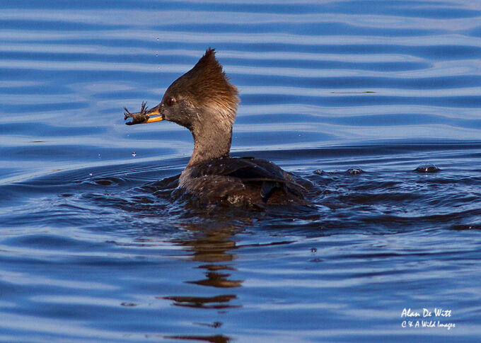 Female Hooded Merganser