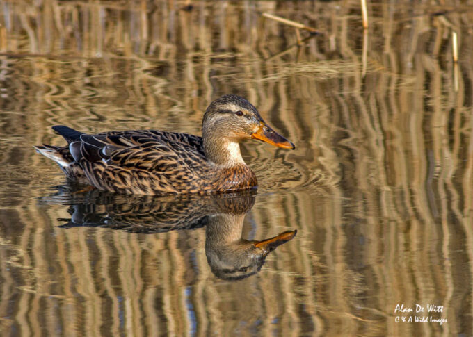 Female Mallard