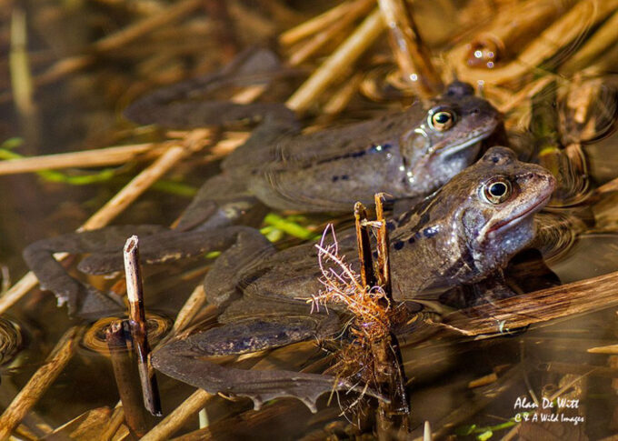 Frogs mating