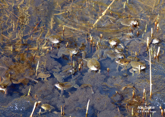 Army of Frogs at RSBP Titchwell