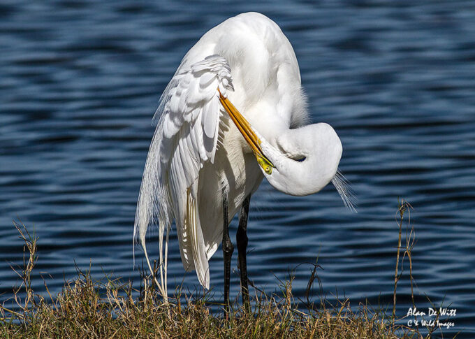 Great Egret