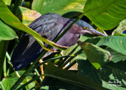 Green Heron