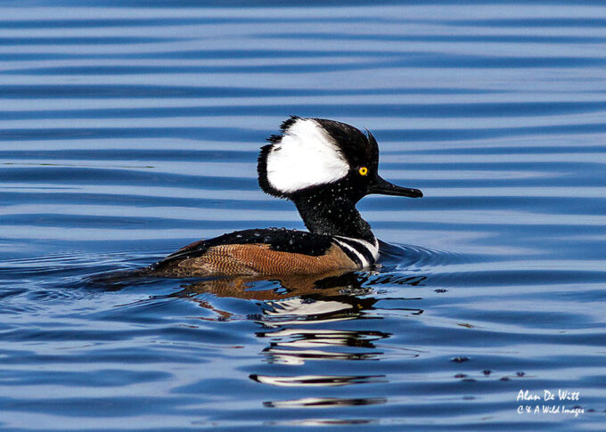 Hooded Merganser