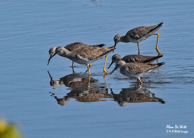 Lesser Yellowlegs