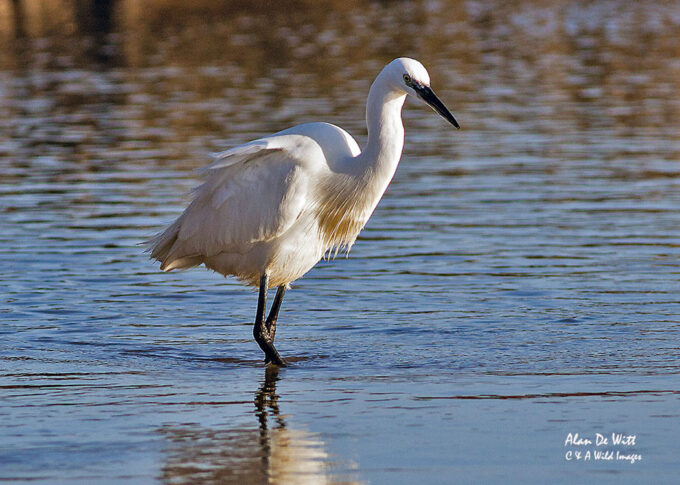 Little Egret at Titchwell