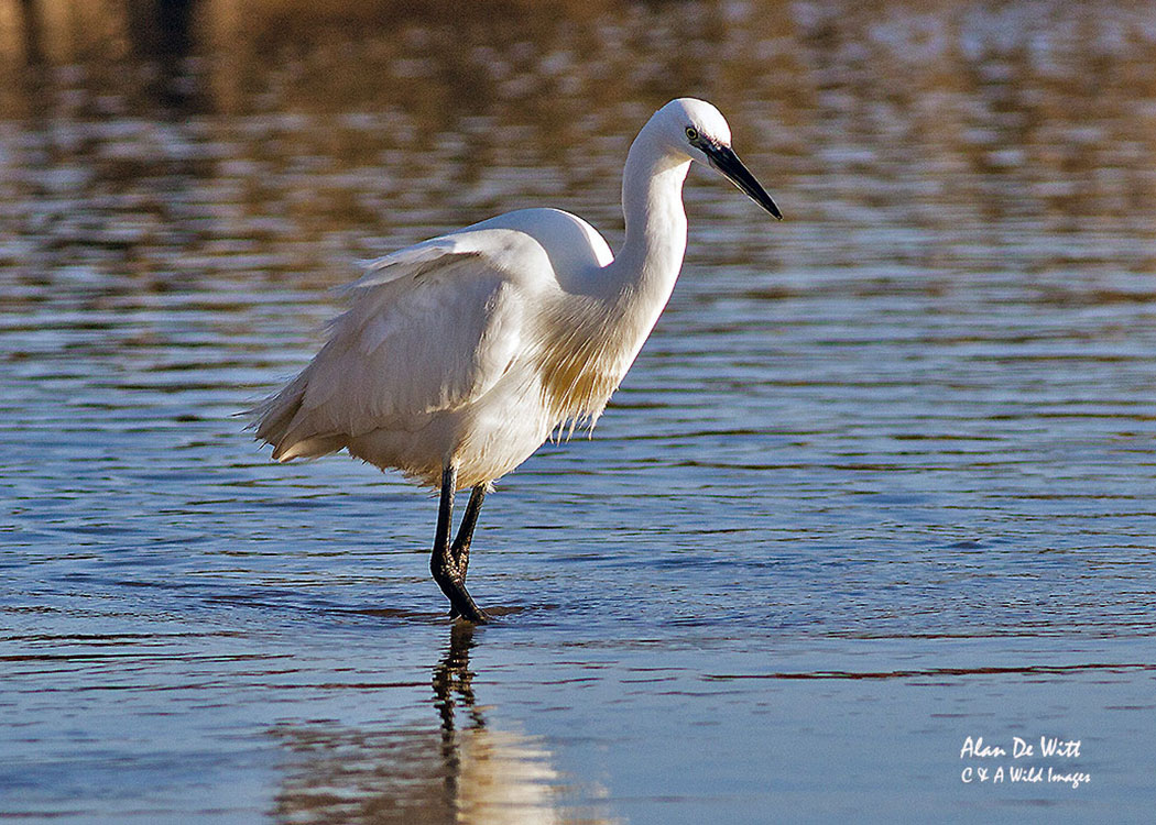Little Egret