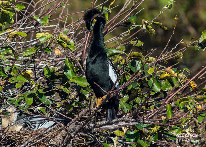 Male Anhinga displaying