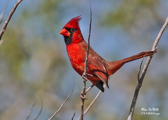 Male Cardinal
