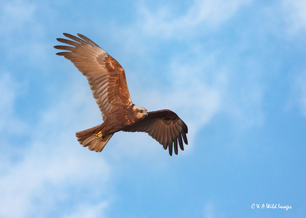 Marsh Harrier at Titchwell