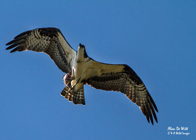 Osprey with fish