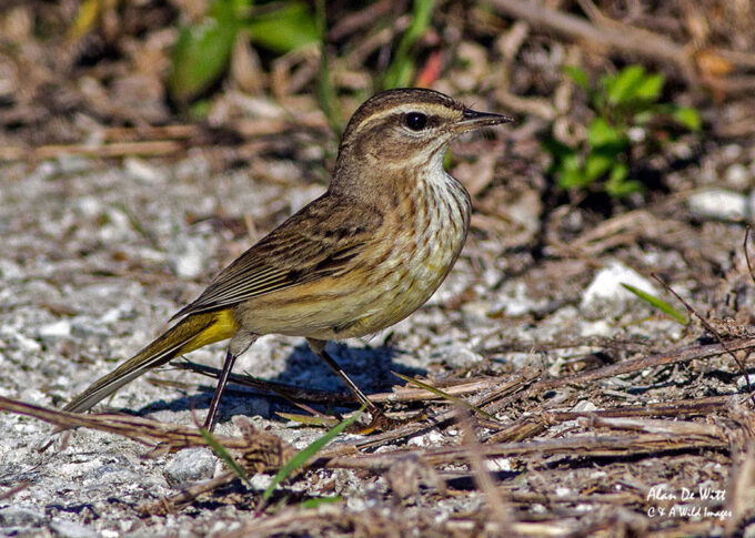 Palm Warbler