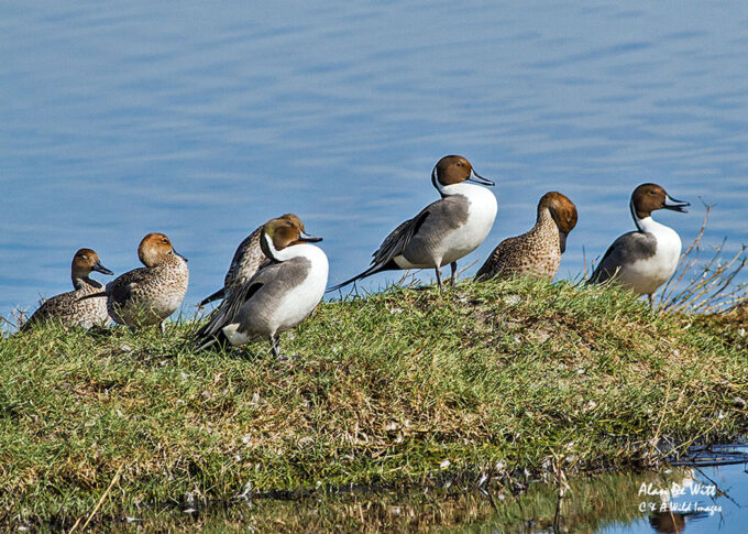 Pin Tailed duck