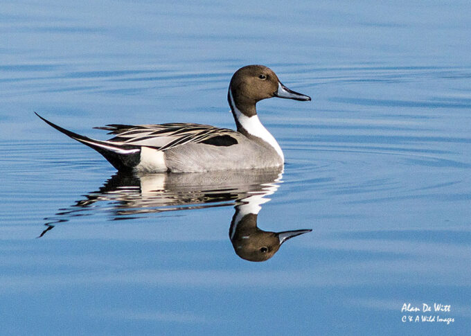 Pin Tailed duck Male