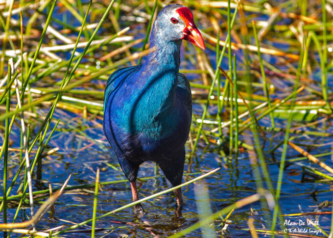 Purple Swamphen