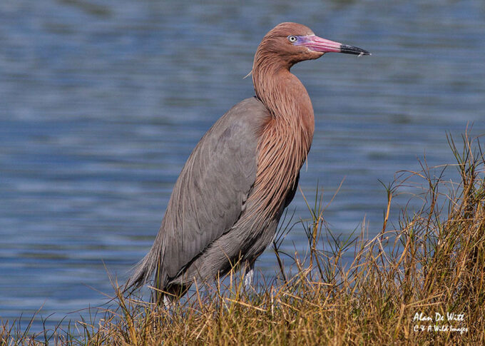 Reddish Egret