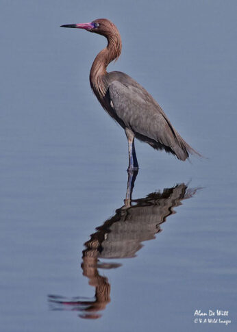 Reddish Egret