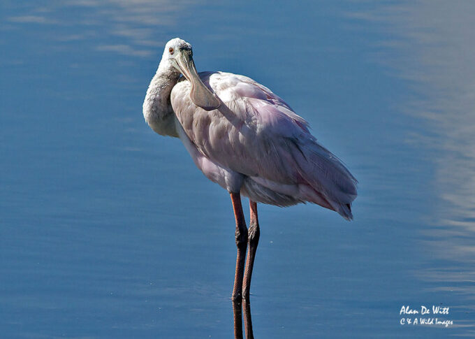 Roseate Spoonbill