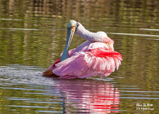 Roseate Spoonbill