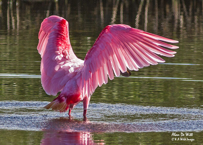 Roseate Spoonbill bathing