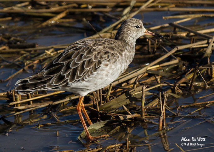 Ruff non breeding plumage