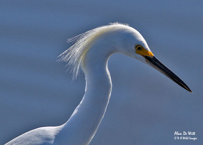 Snowy Egret